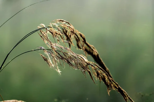 Prachtig Landschap Met Droog Gras — Stockfoto