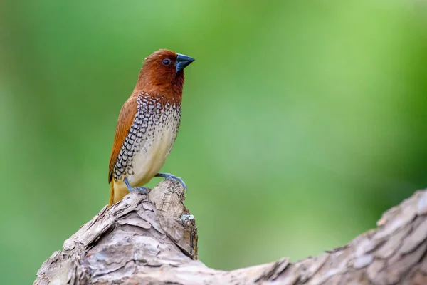 Munia Escamosa Munia Manchada Lonchura Punctulata Conocida Comercio Mascotas Como — Foto de Stock