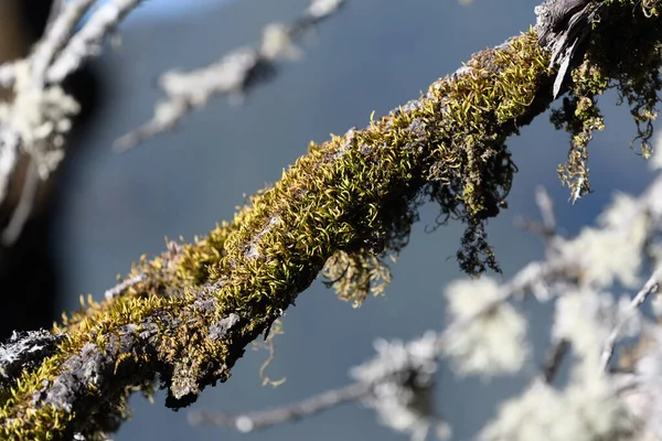 Bela Floresta Inverno Com Neve — Fotografia de Stock