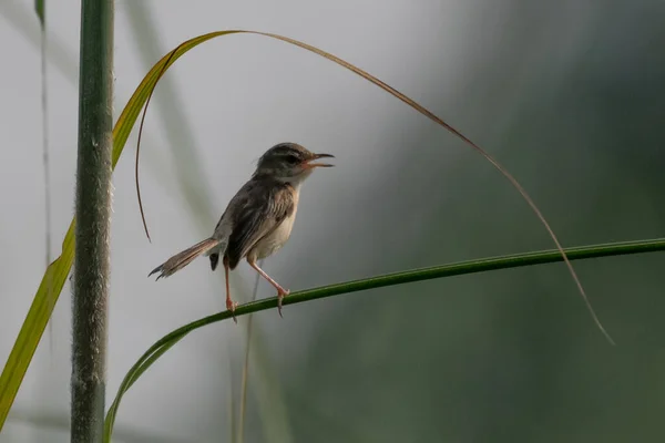 Hermoso Pájaro Pequeño Planta — Foto de Stock