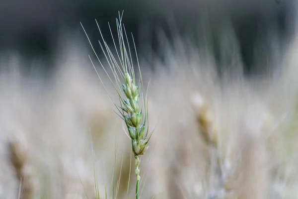 Espiga Trigo Verde Campo — Foto de Stock