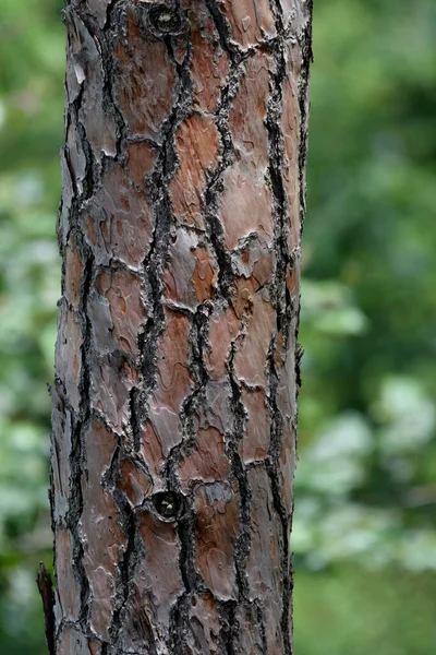 Träd Bark Konsistens Bakgrund — Stockfoto