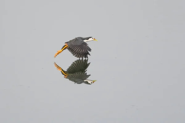 Reflectie Van Een Vliegende Vogel Het Water — Stockfoto
