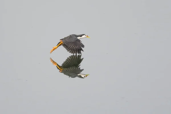 Reflet Oiseau Volant Dans Eau — Photo