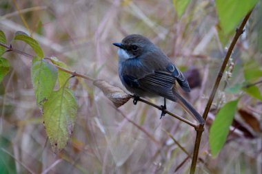 Ağacın dalında bir kuş