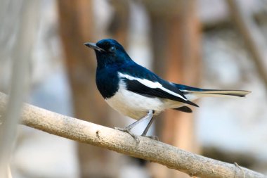 Doğulu saksağan bülbülü bir ağaç dalında oturuyor