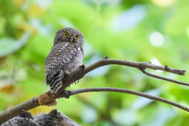 Ağaç dalında güzel bir baykuşun yakın plan fotoğrafı. 