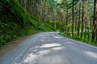 Ormanda boş asfalt yol