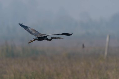 Gökyüzünde uçan bir kuş sürüsü