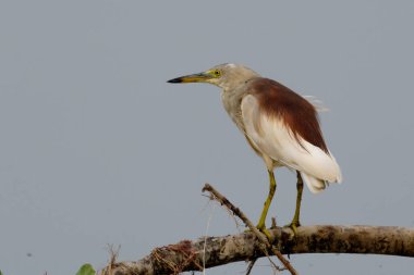 Bir dala tünemiş sığır yemi.