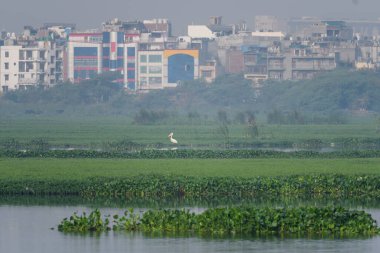 Bir şehir arka planında pelikanın görüntüsü
