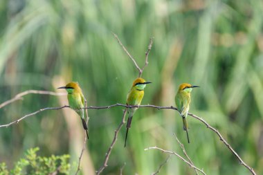 Bir ağacın dalında bir kuş oturuyor.
