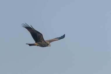 Gökyüzünde uçan büyük bir akbaba.