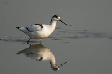 Kılıçgaga kuş ayakta su