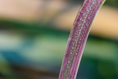 Çiyli kırmızı çimen 