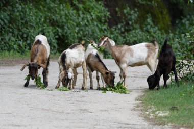 Keçiler yolda yaprak yiyor.