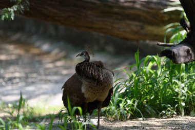 Güzel bir kuşun yakından çekimi.