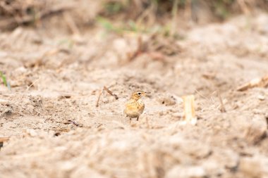Şirin bir kuşun yakın plan fotoğrafı.