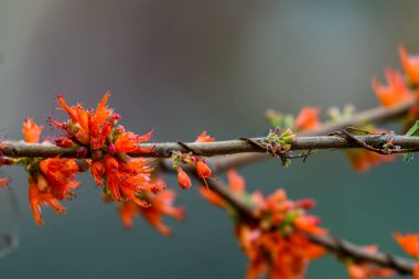 Güzel botanik çekimi, ağaç dalında kırmızı çiçekler. 