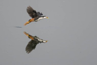 Suda uçan bir kuşun yansıması.