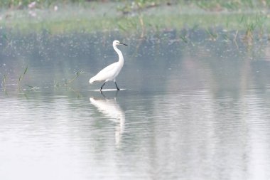Sudaki beyaz balıkçıl