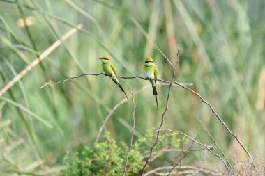 Bir dalda yeşil ve kahverengi kuşlar