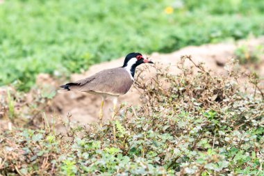 Otların arasında bir kuş