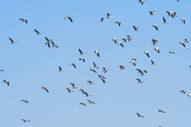 Gökyüzünde uçan martı sürüsü.
