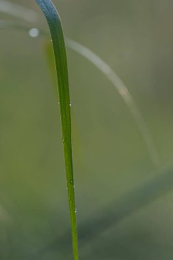 Su damlaları çimenlere düşer.