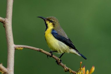 Bir dala tünemiş mor güneş kuşu