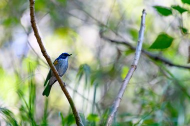 Bir ağacın dalında bir kuş oturuyor..