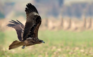 Güzel bir kuşun yakın çekimi.