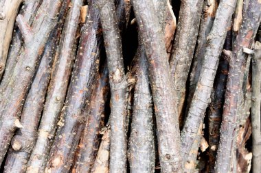 Ormanda kuru ağaç gövdeleri