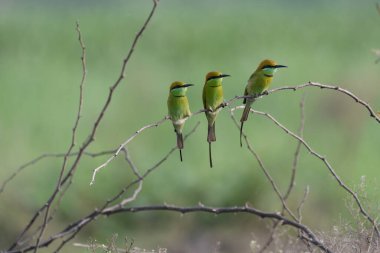 Ağacın dalında bir kuş