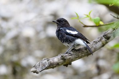 bir dalda siyah beyaz kuş