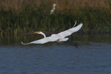 Beyaz leylek uçuyor