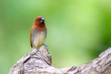  Güzel kuş dal üzerinde, pullu göğüslü munia lonchura punctulata