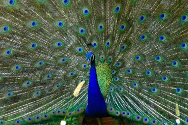 Parlak tüylü güzel tavus kuşu 