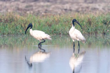 Sudaki güzel beyaz leylek