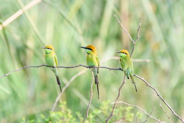 Ağaç dalında oturan yeşil arı yiyen kuş sürüsü