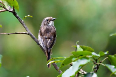 Ağacın dalında bir kuş