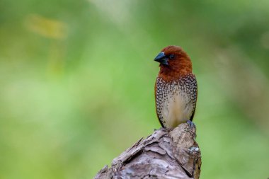  Hayvan ticaretinde hindistan cevizi mannikini ya da baharat ispinozu olarak da bilinen benekli munya (