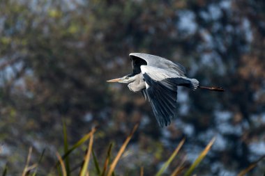 Hint gri balıkçıl kuşu uçuyor 