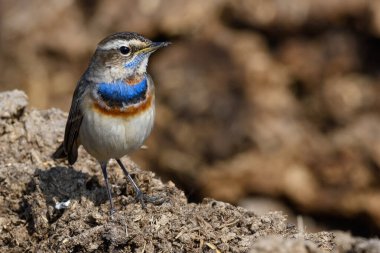 Bluethroat kuşuna yakın çekim 