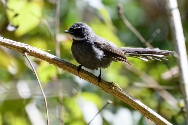 bir kuşun siyah beyaz fotoğrafı