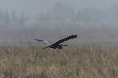 Gökyüzünde uçan büyük bir kuş grubu.