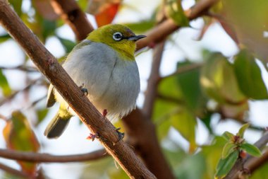 Ağacın dalındaki kuş