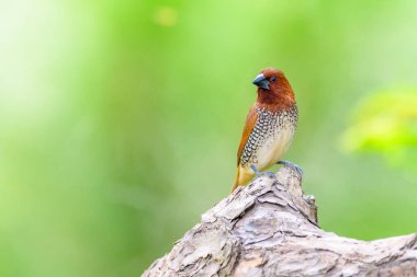  Hayvan ticaretinde hindistan cevizi mannikini ya da baharat ispinozu olarak da bilinen benekli munya (
