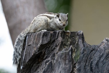 Şirin bir sincabın yakın plan fotoğrafı.