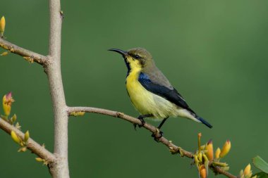 great tit ( alcedo atthis ) on a branch